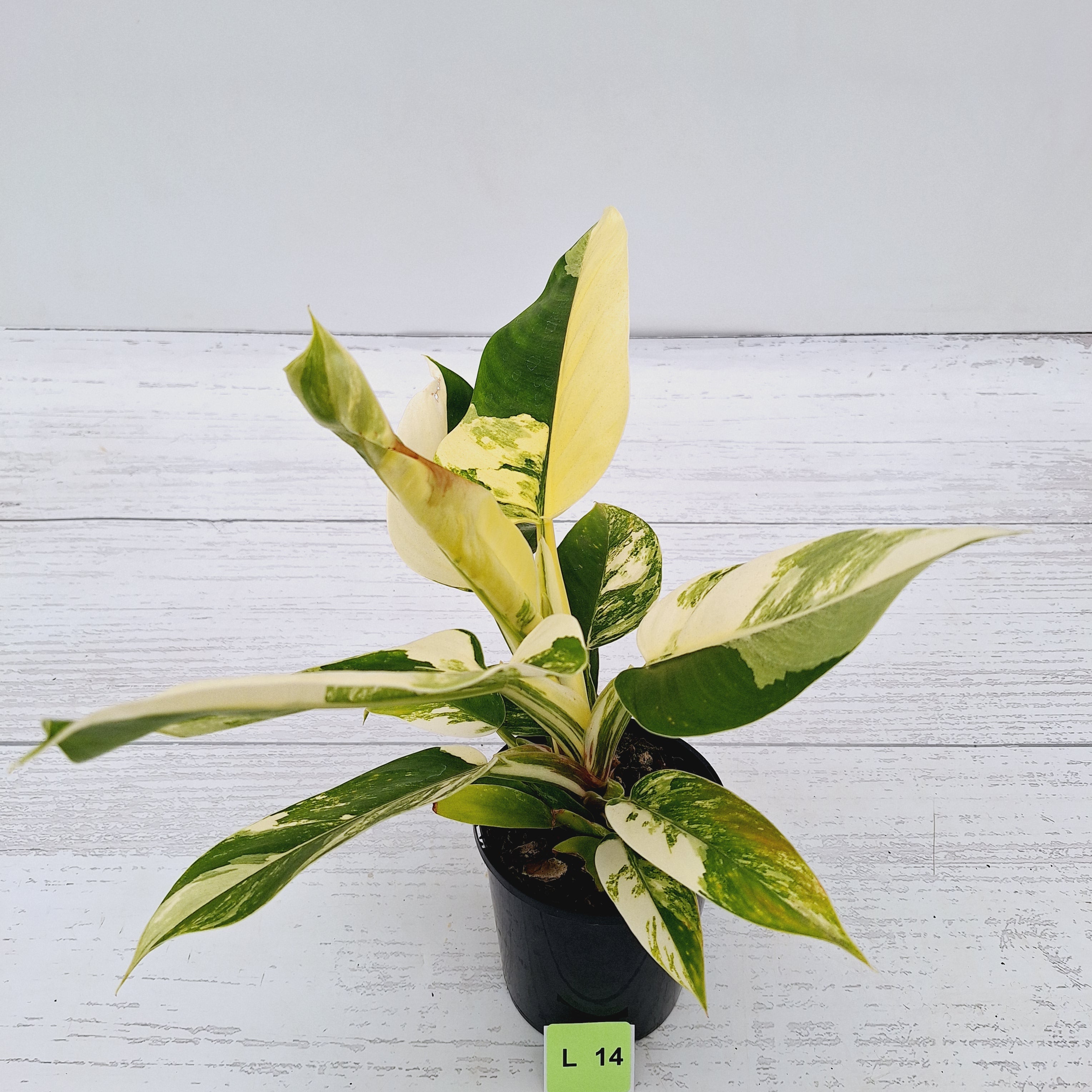 Philodendron imperial green variegata