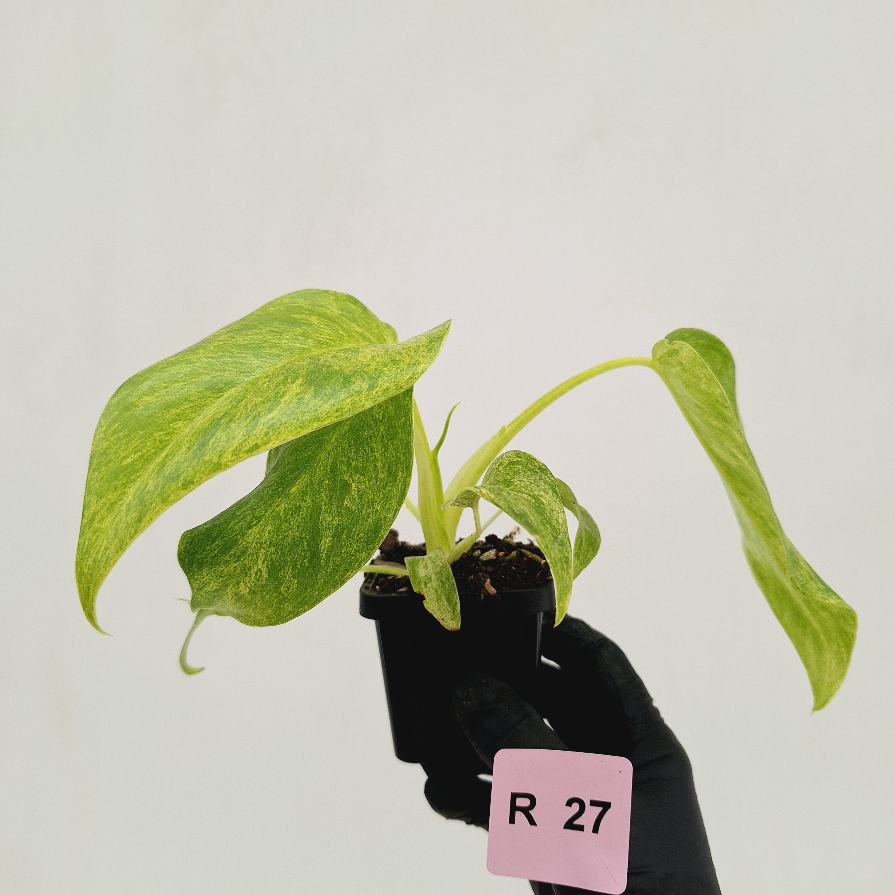 Philodendron giganteum Blizzard - SALE