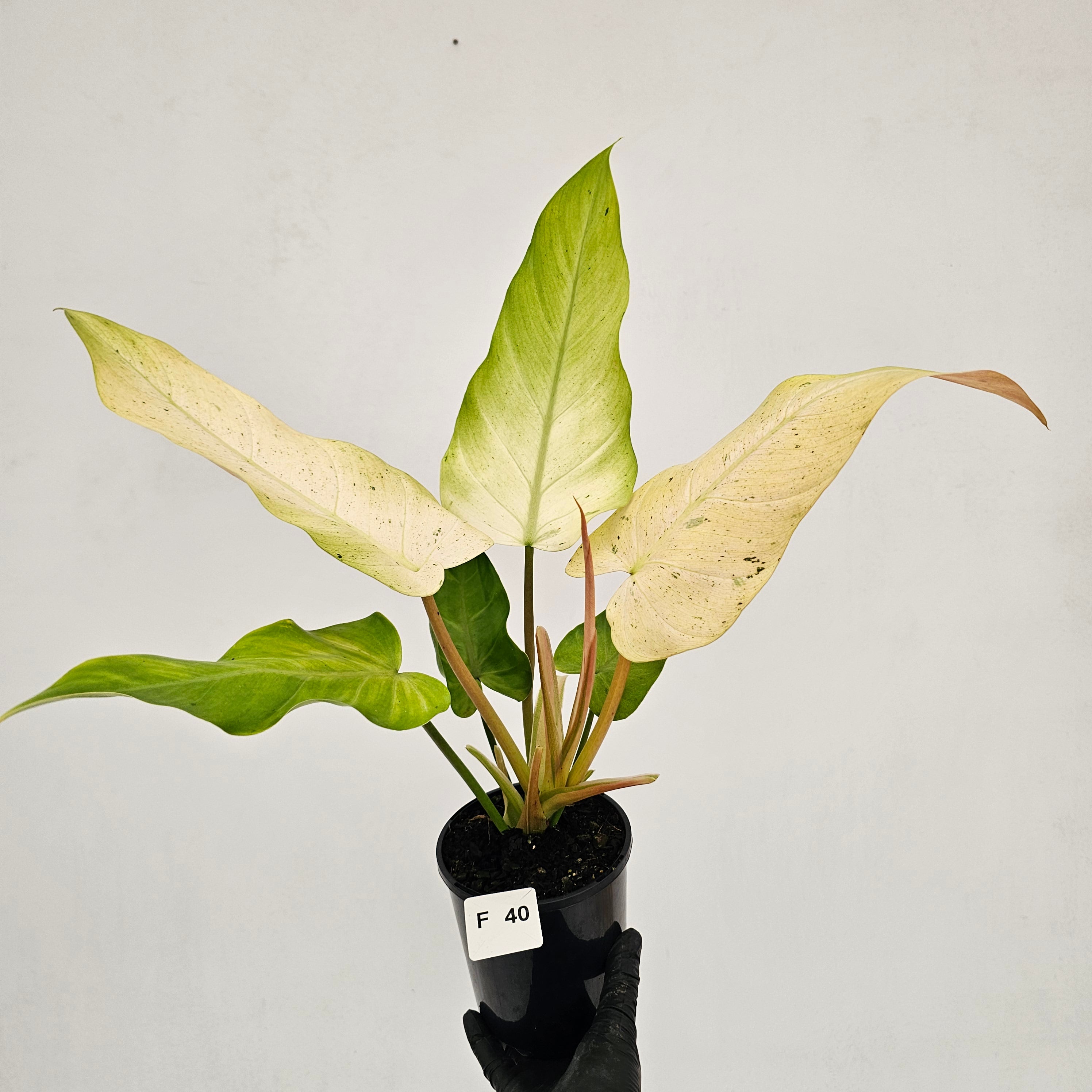 Philodendron  'Whipple Way'