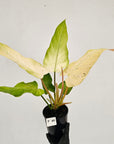 Philodendron  'Whipple Way'