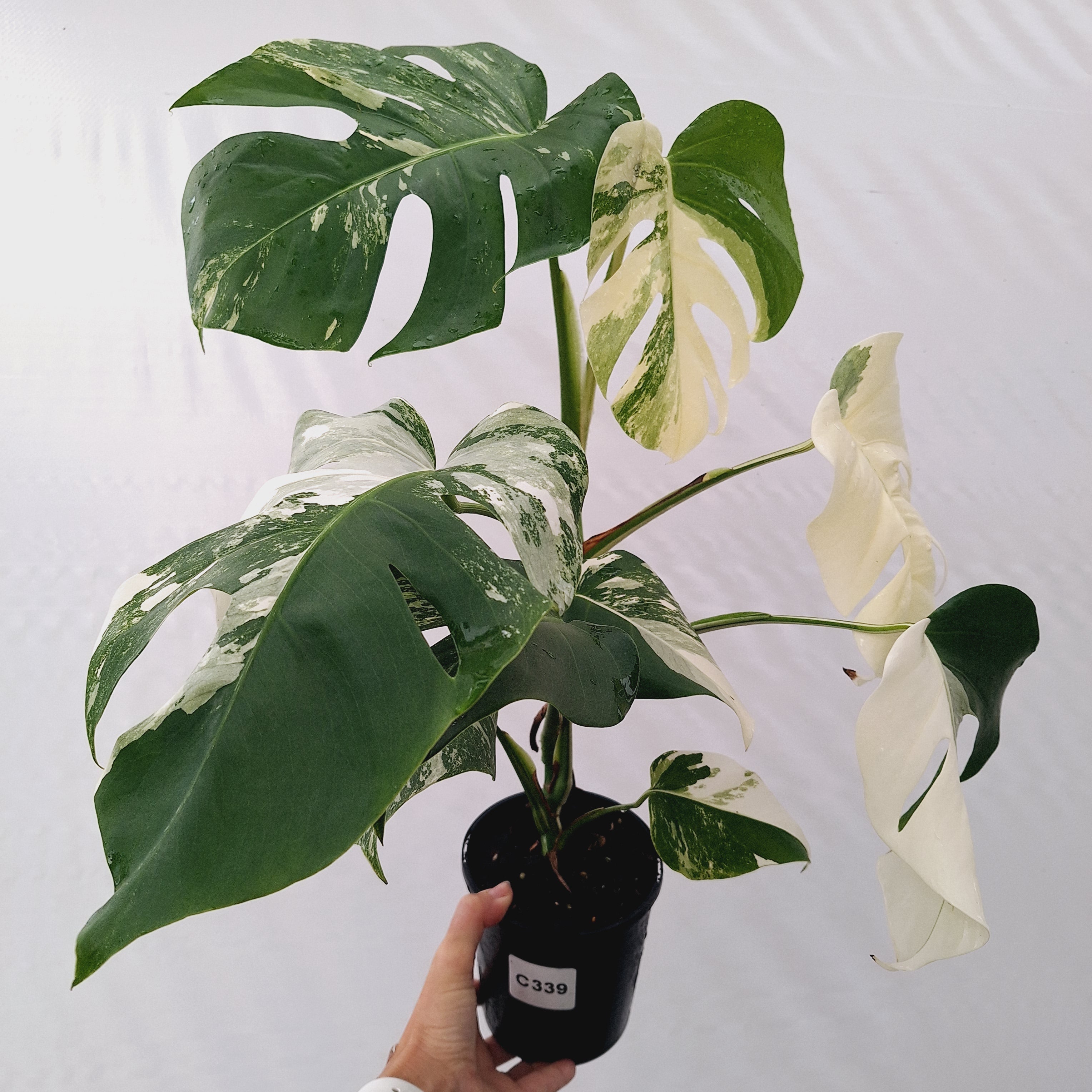 Monstera borsigiana 'Albo'