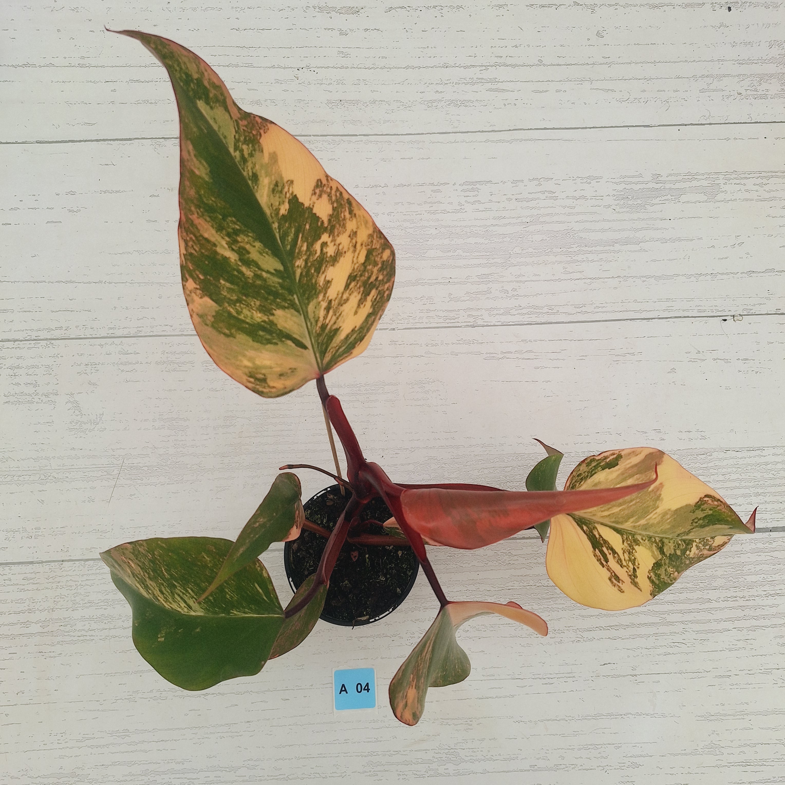 Philodendron erubescens Strawberry Shake - SALE