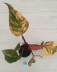 Philodendron erubescens Strawberry Shake - SALE