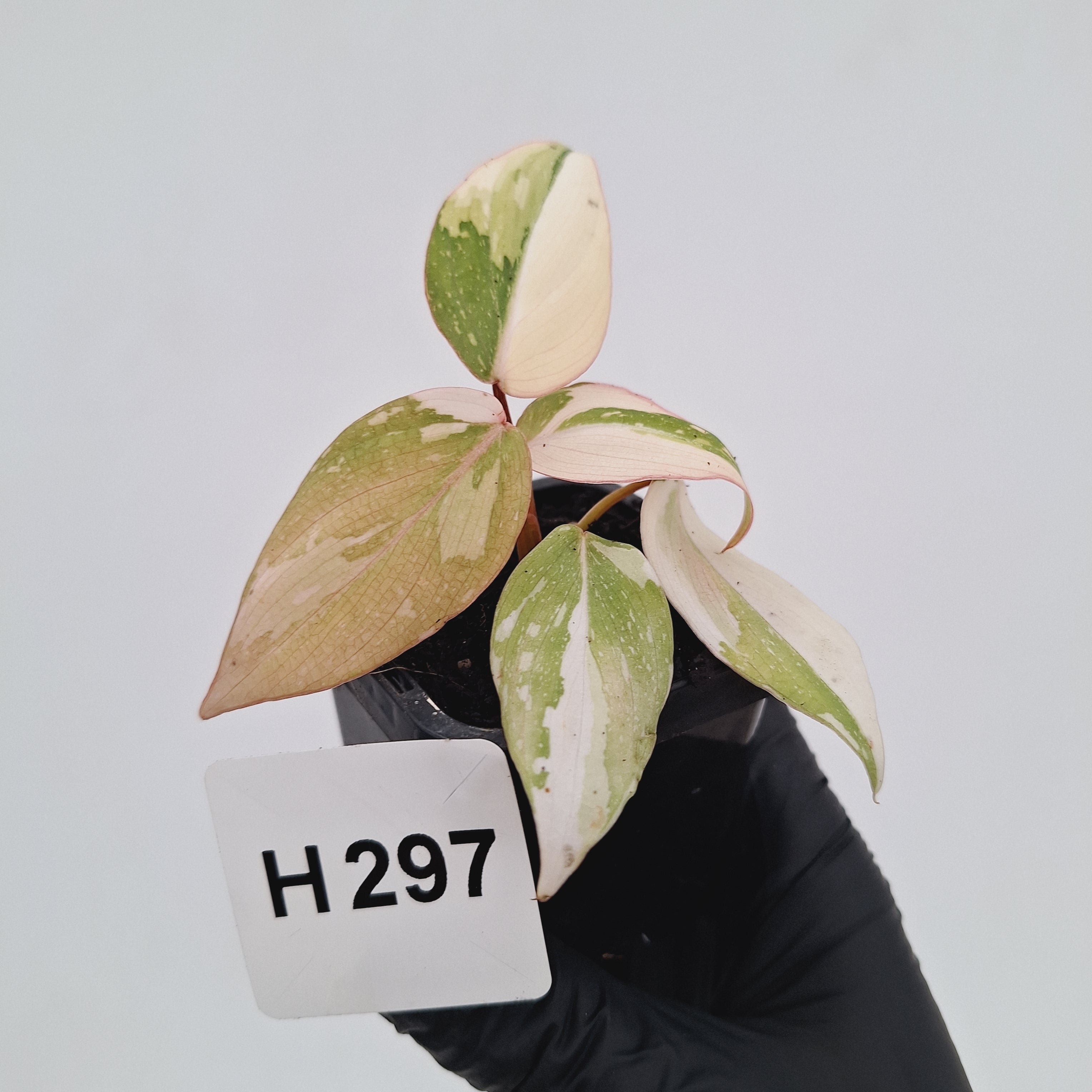 Philodendron gloriosum white vien variegata - SALE