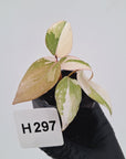 Philodendron gloriosum white vien variegata - SALE