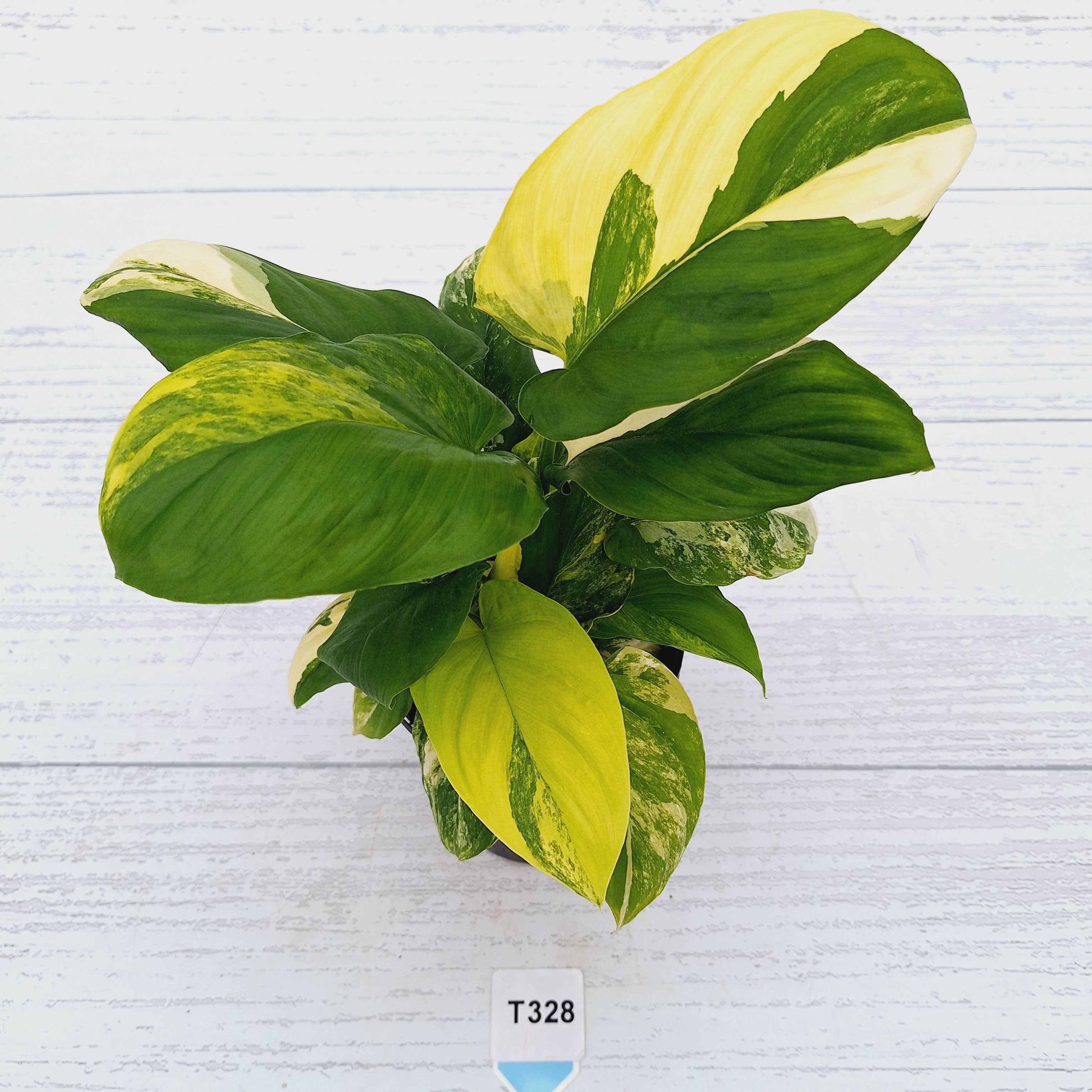 Homalomena rubescens Variegata