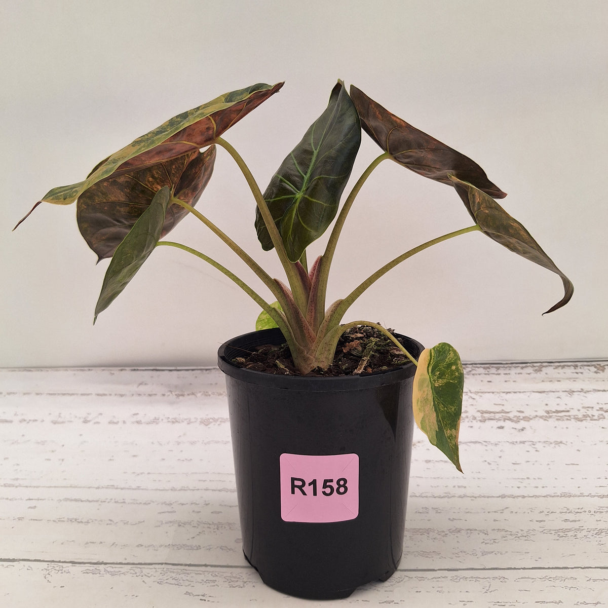 Alocasia ‘wentii’ Variegated - Sale