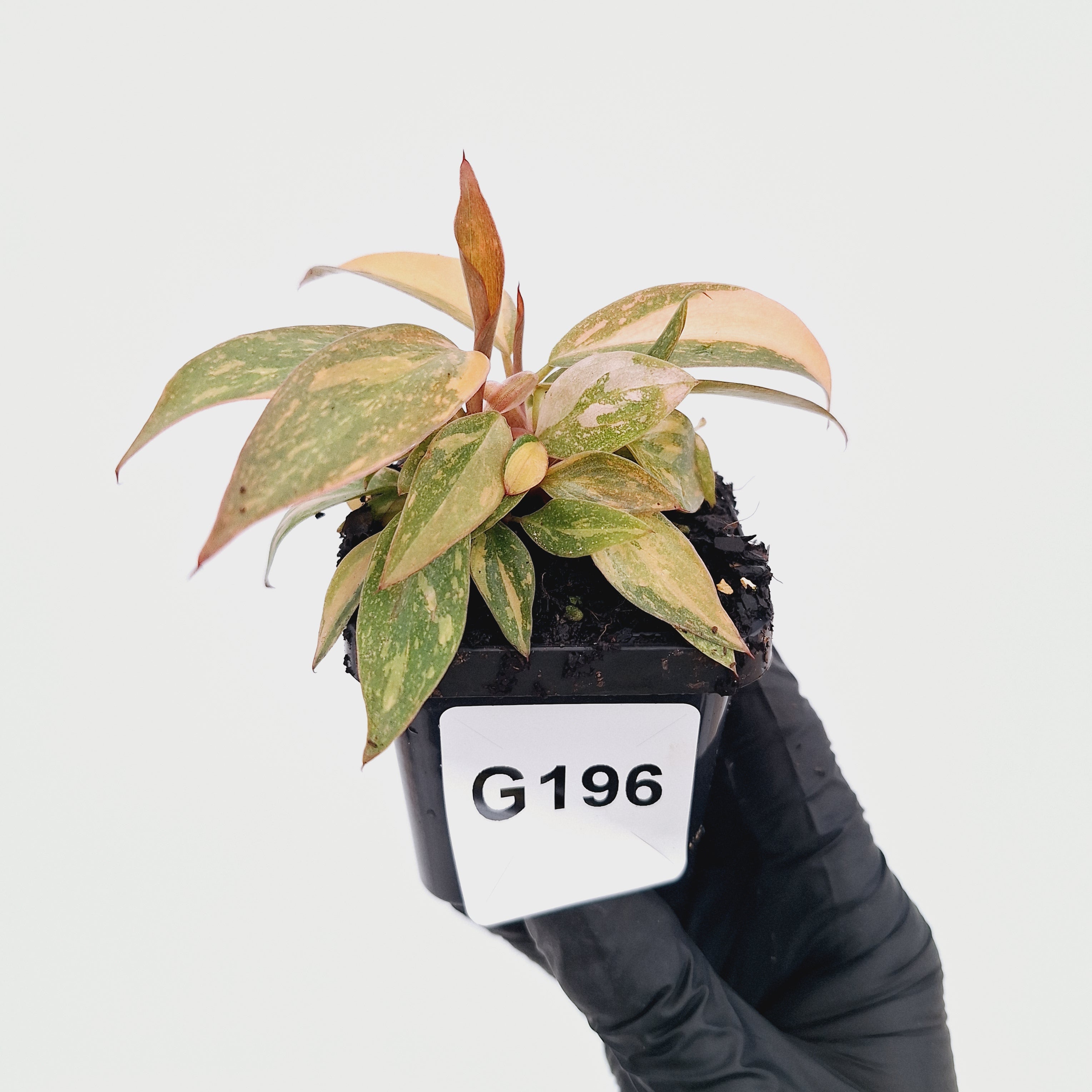 Philodendron 'Orange Princess'