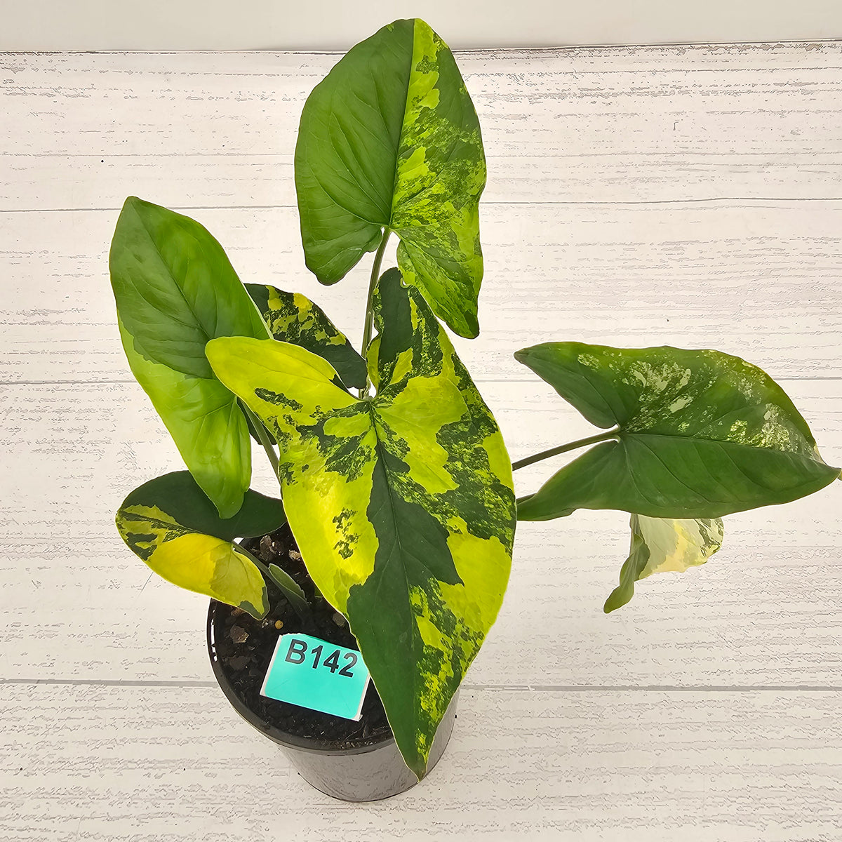 Syngonium podophyllum 'Gold'