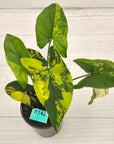 Syngonium podophyllum 'Gold'