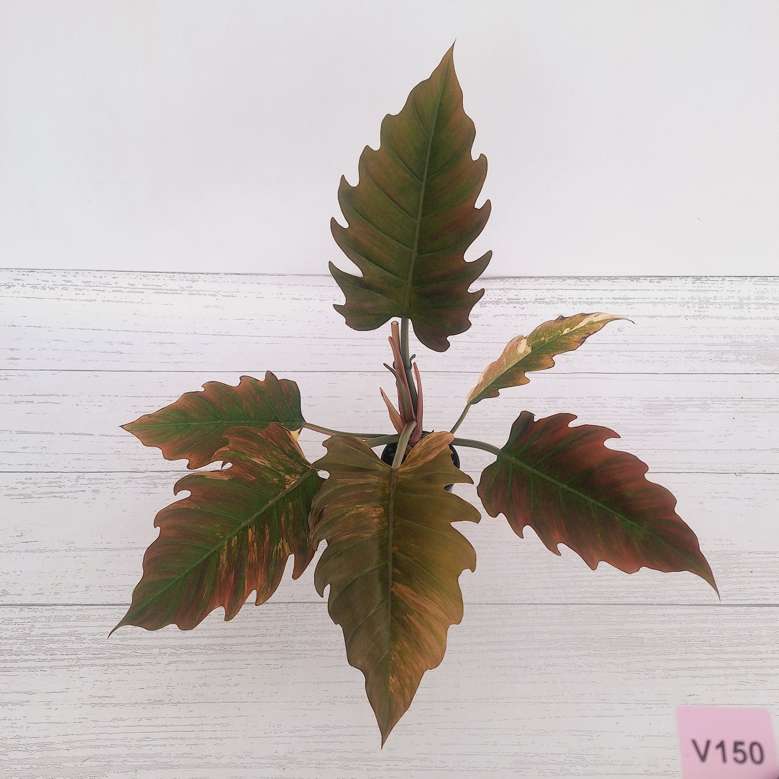 Philodendron serratum Caramel Marble