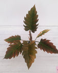 Philodendron serratum Caramel Marble