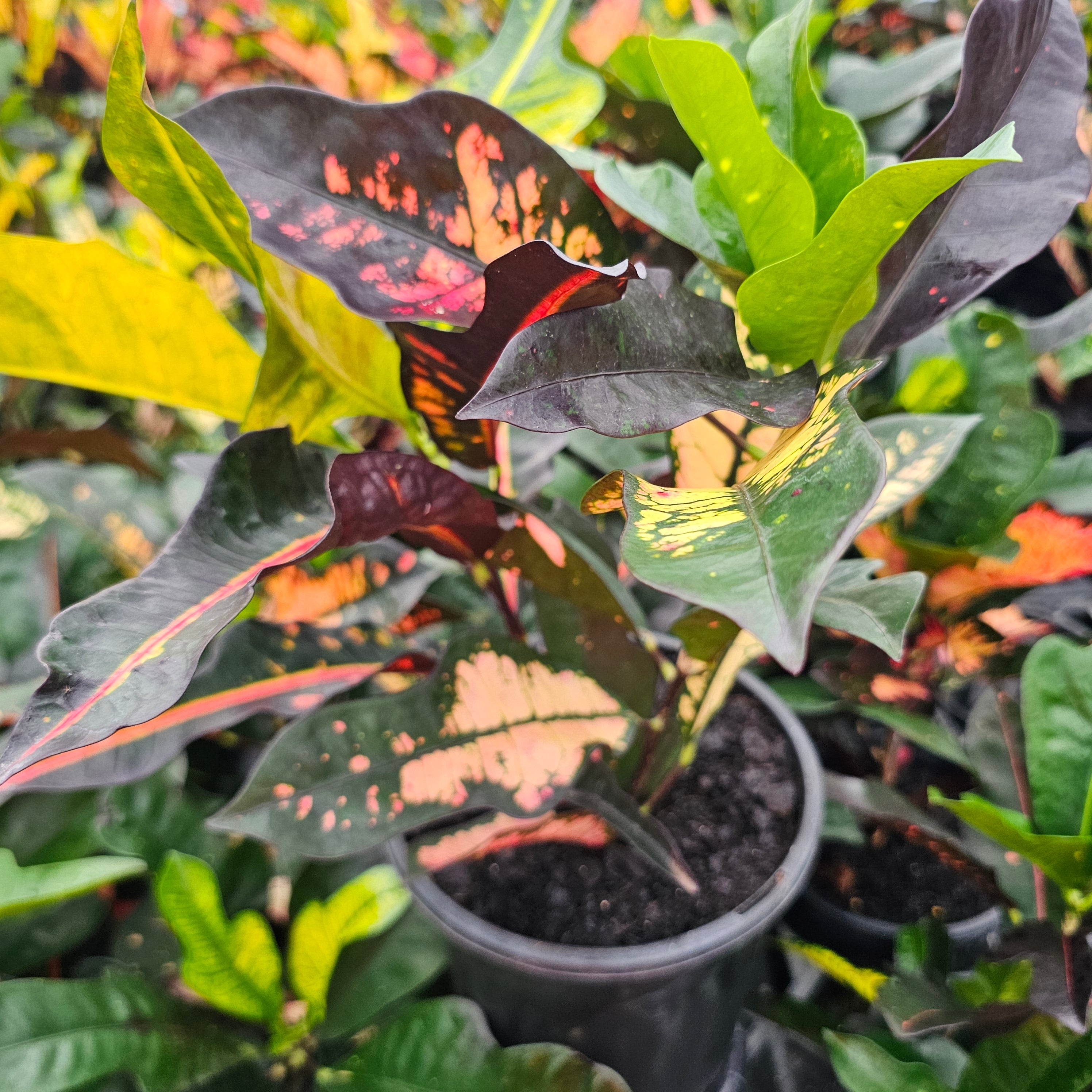Codiaeum variegatum Croton Wilma