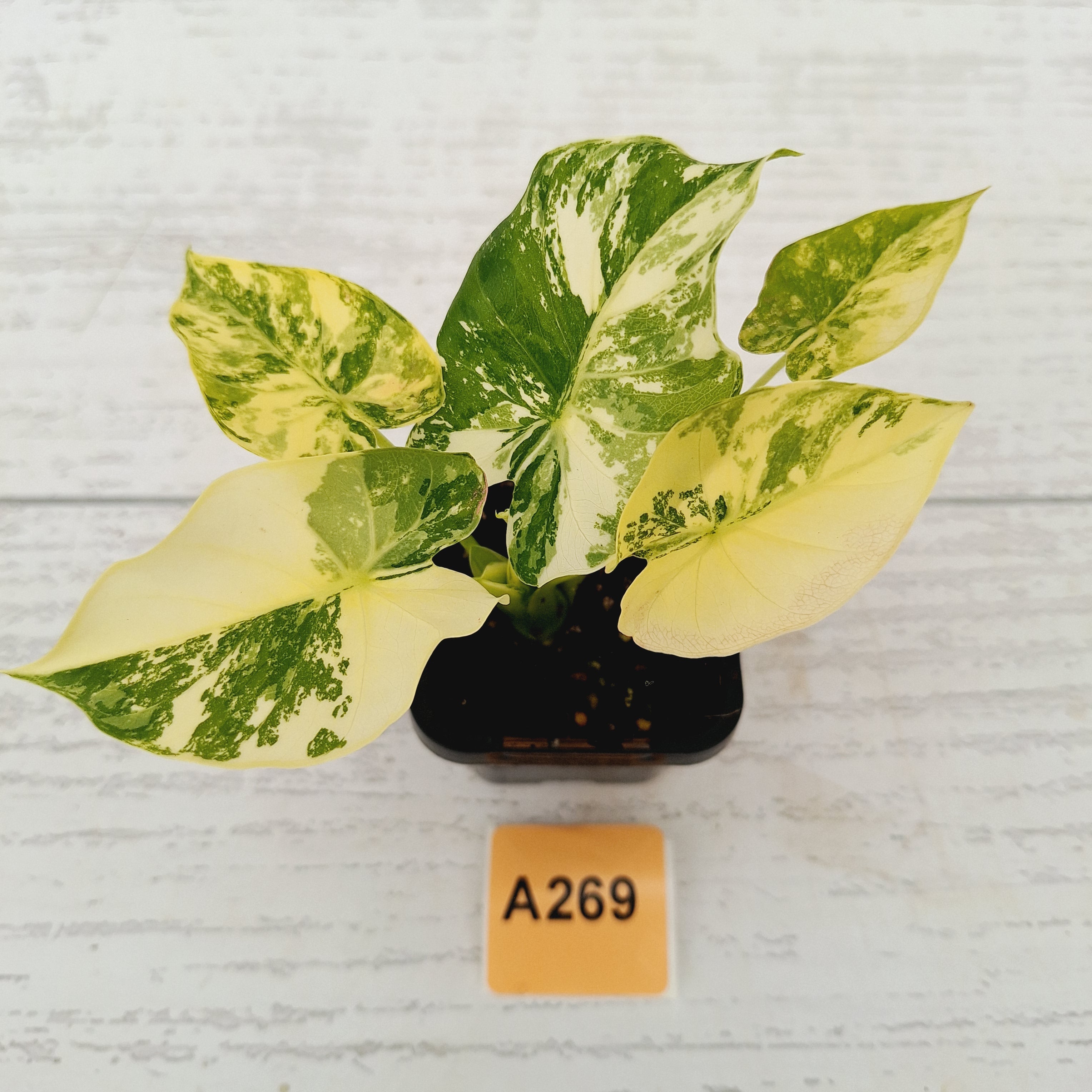 Alocasia Odora &#39;California Aurea Variegata&#39;