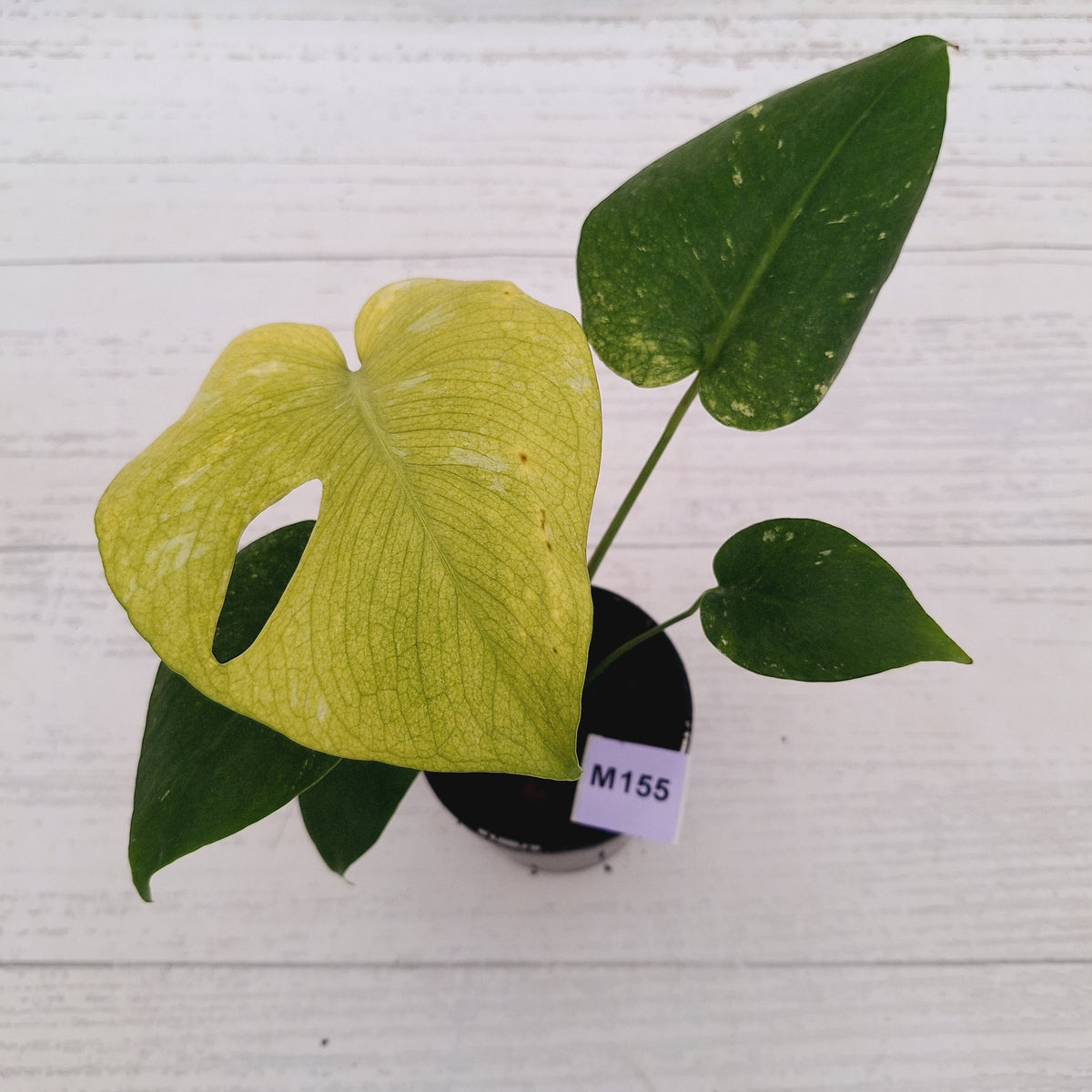 Monstera Deliciosa 'Mint' - SALE