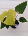 Monstera Deliciosa 'Mint' - SALE