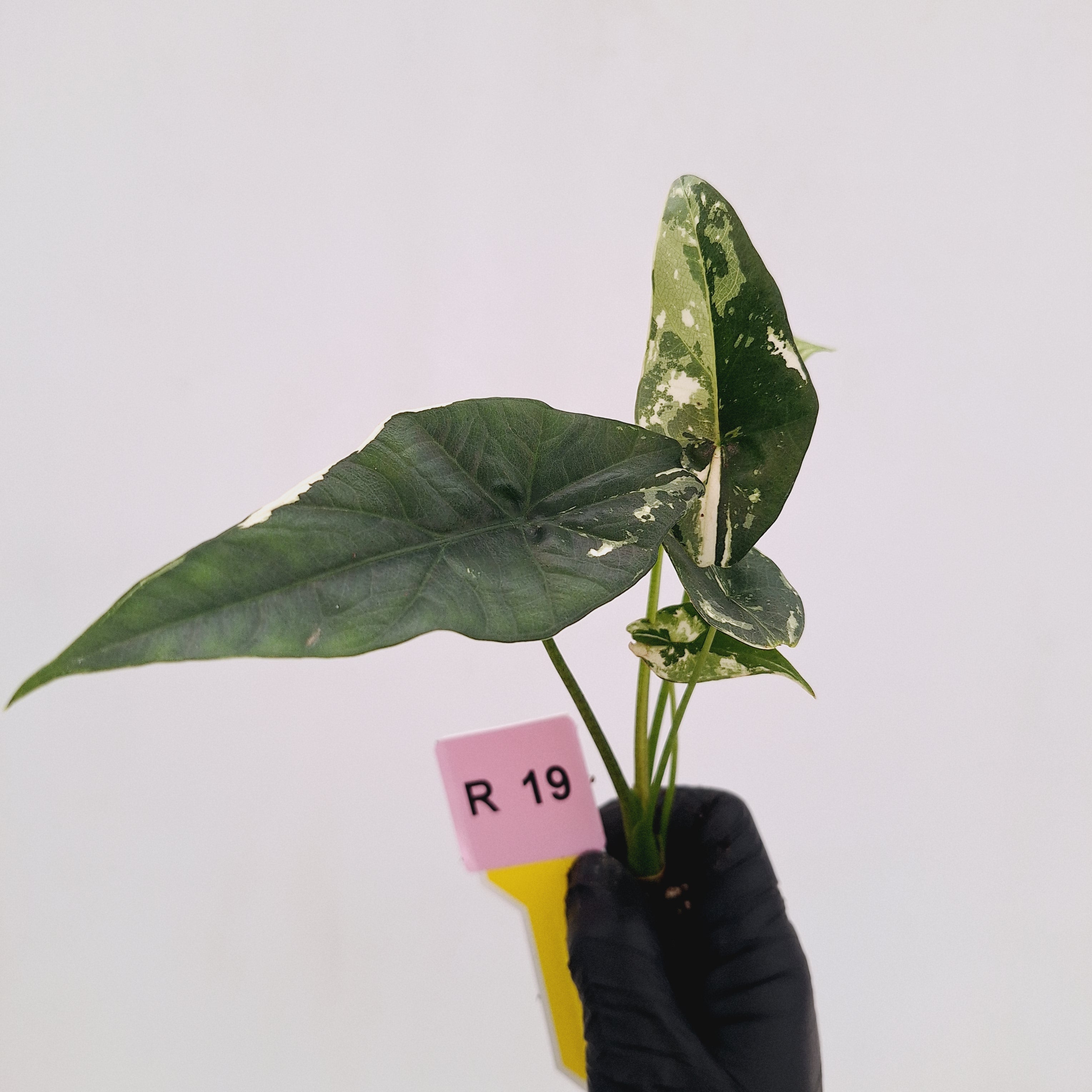 Alocasia 'Simpo'  Variegata- Bare Bottom Baby - SALE