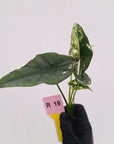 Alocasia 'Simpo'  Variegata- Bare Bottom Baby - SALE