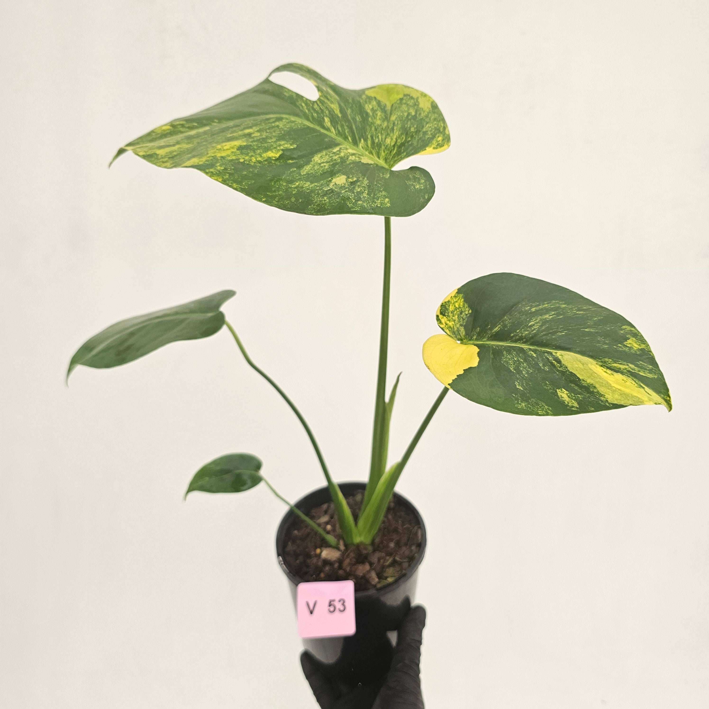 Monstera deliciosa Variegata