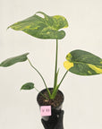 Monstera deliciosa Variegata