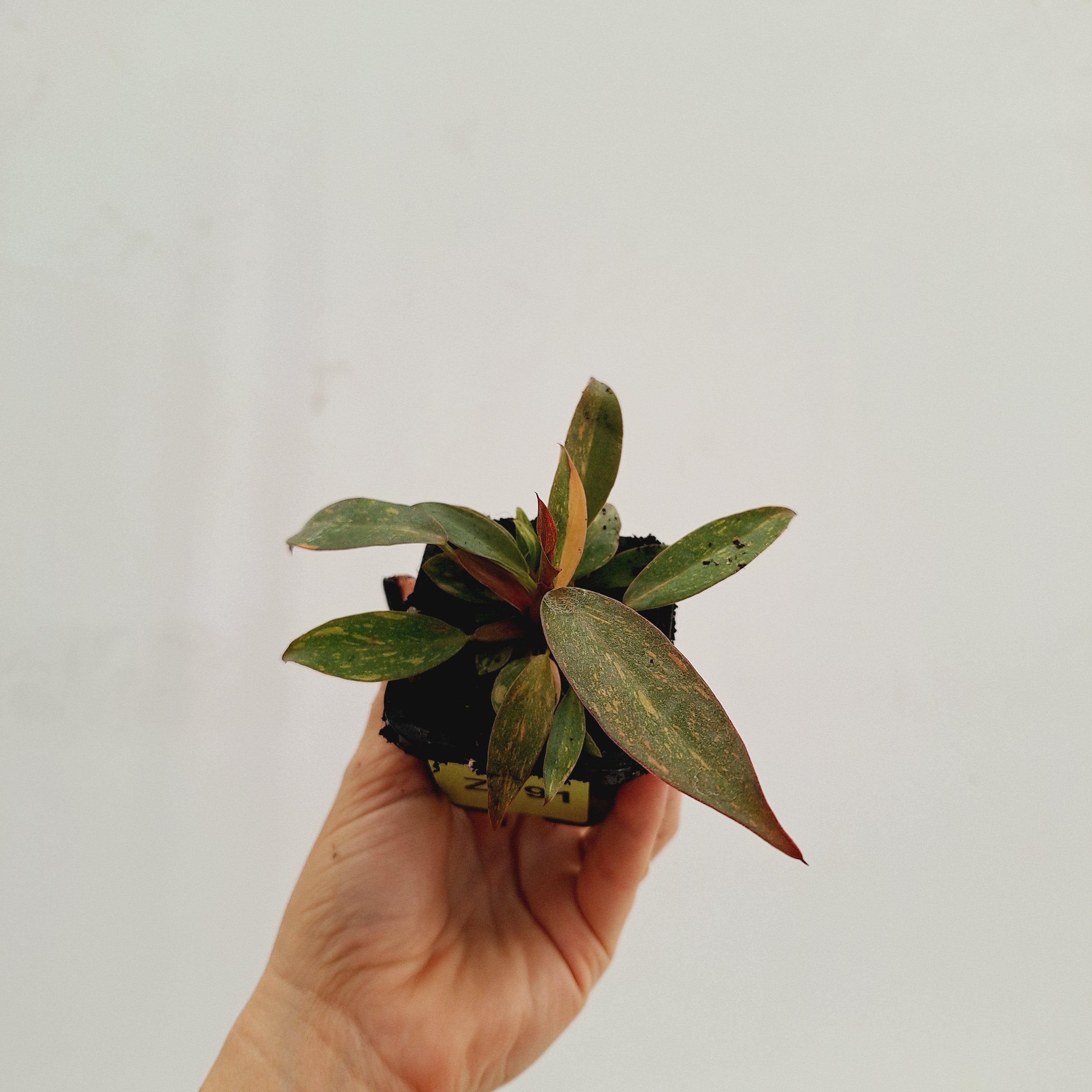 Philodendron &#39;Orange Princess&#39;
