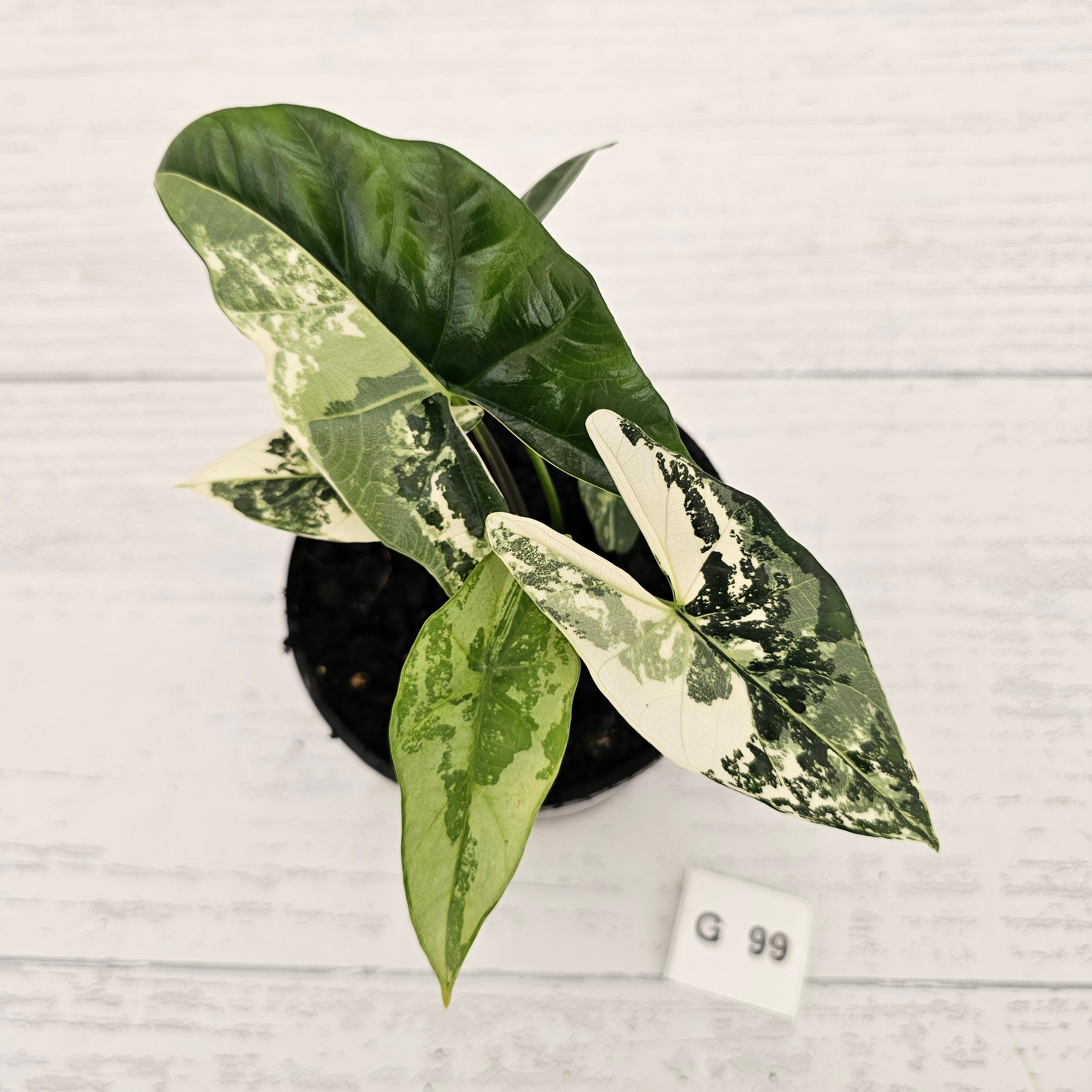 Alocasia ‘Simpo Albo’ Variegata - SALE