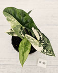 Alocasia ‘Simpo Albo’ Variegata - SALE
