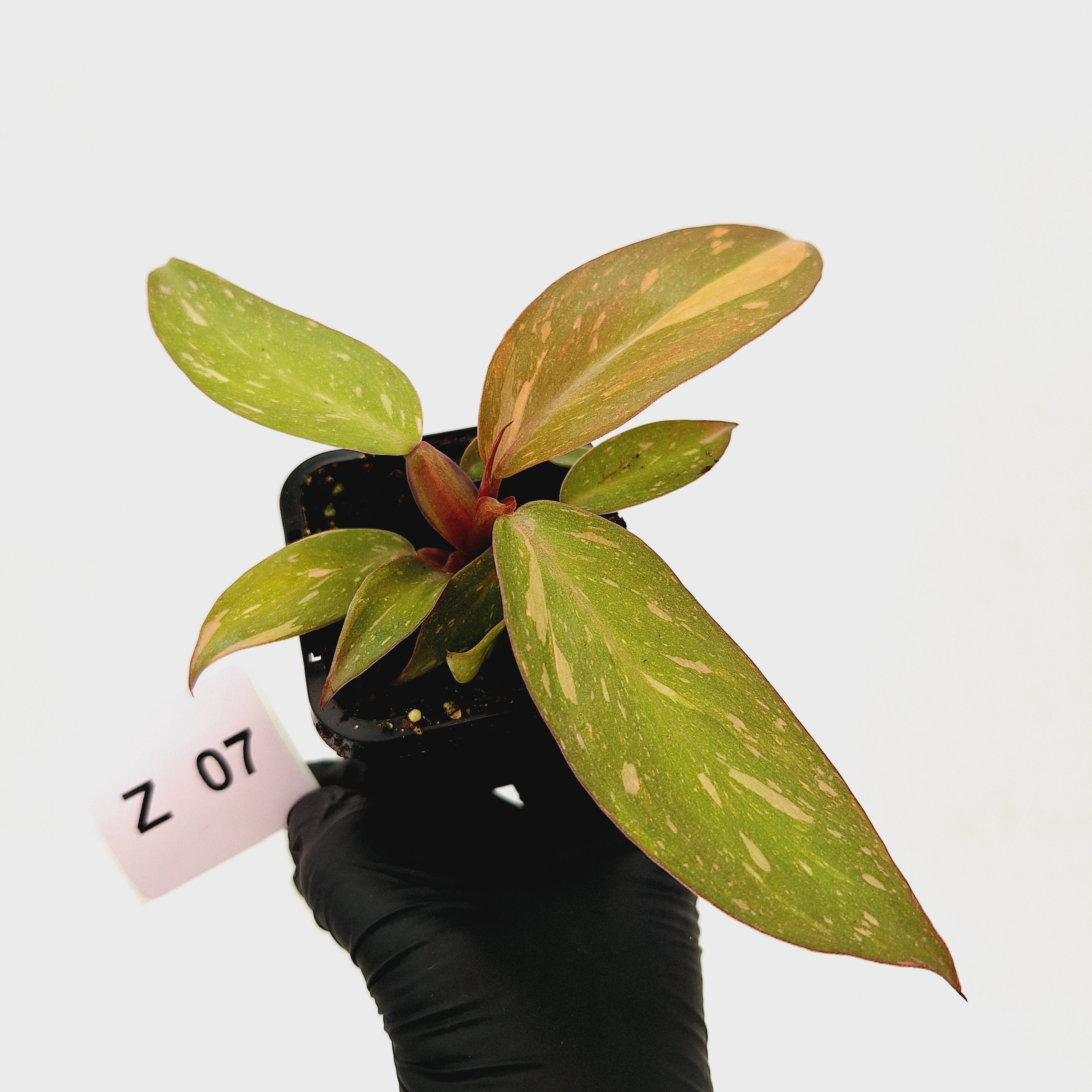 Philodendron &#39;Orange Princess&#39;