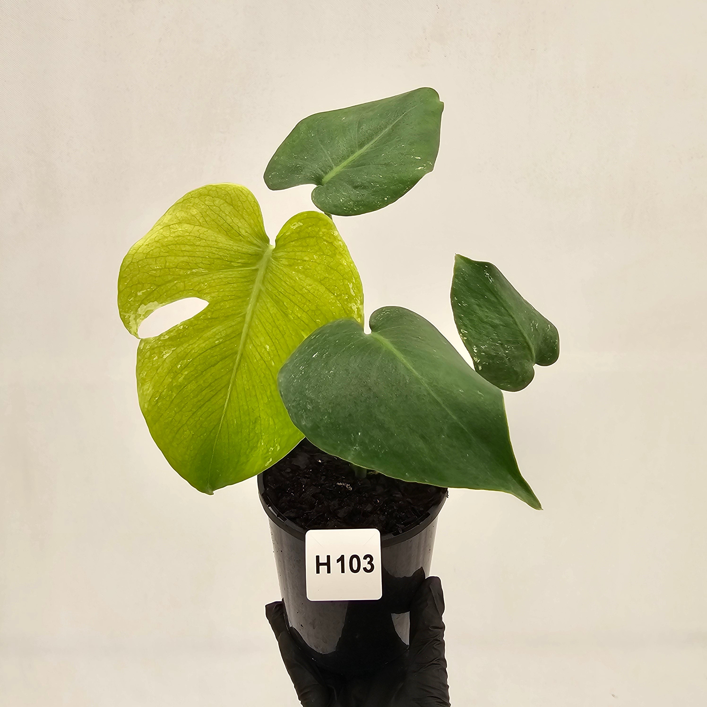 Monstera Deliciosa 'Mint'