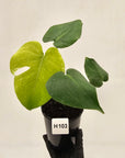 Monstera Deliciosa 'Mint'