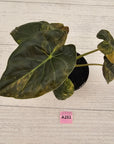 Alocasia ‘wentii’ Variegated - SALE