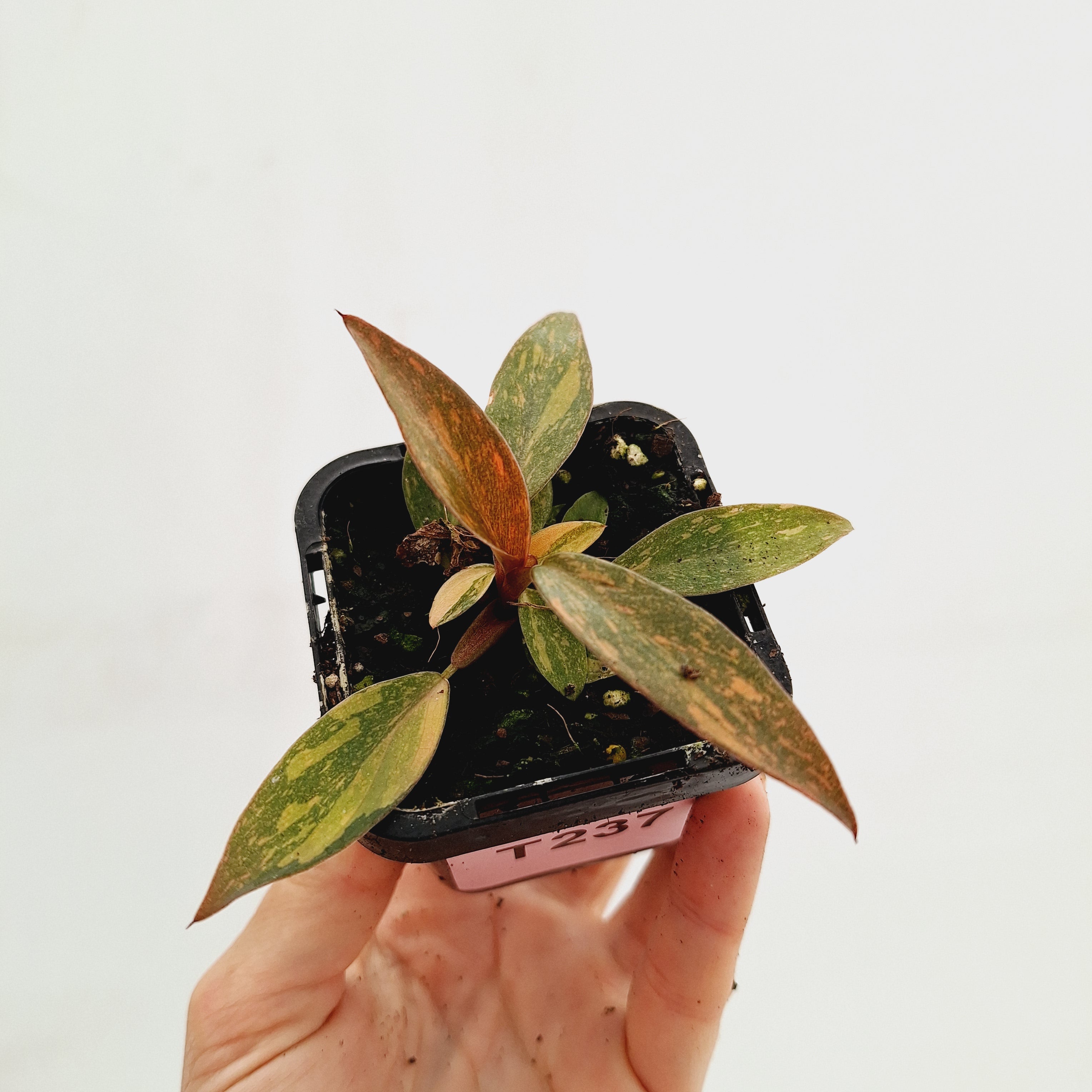 Philodendron &#39;Orange Princess&#39;