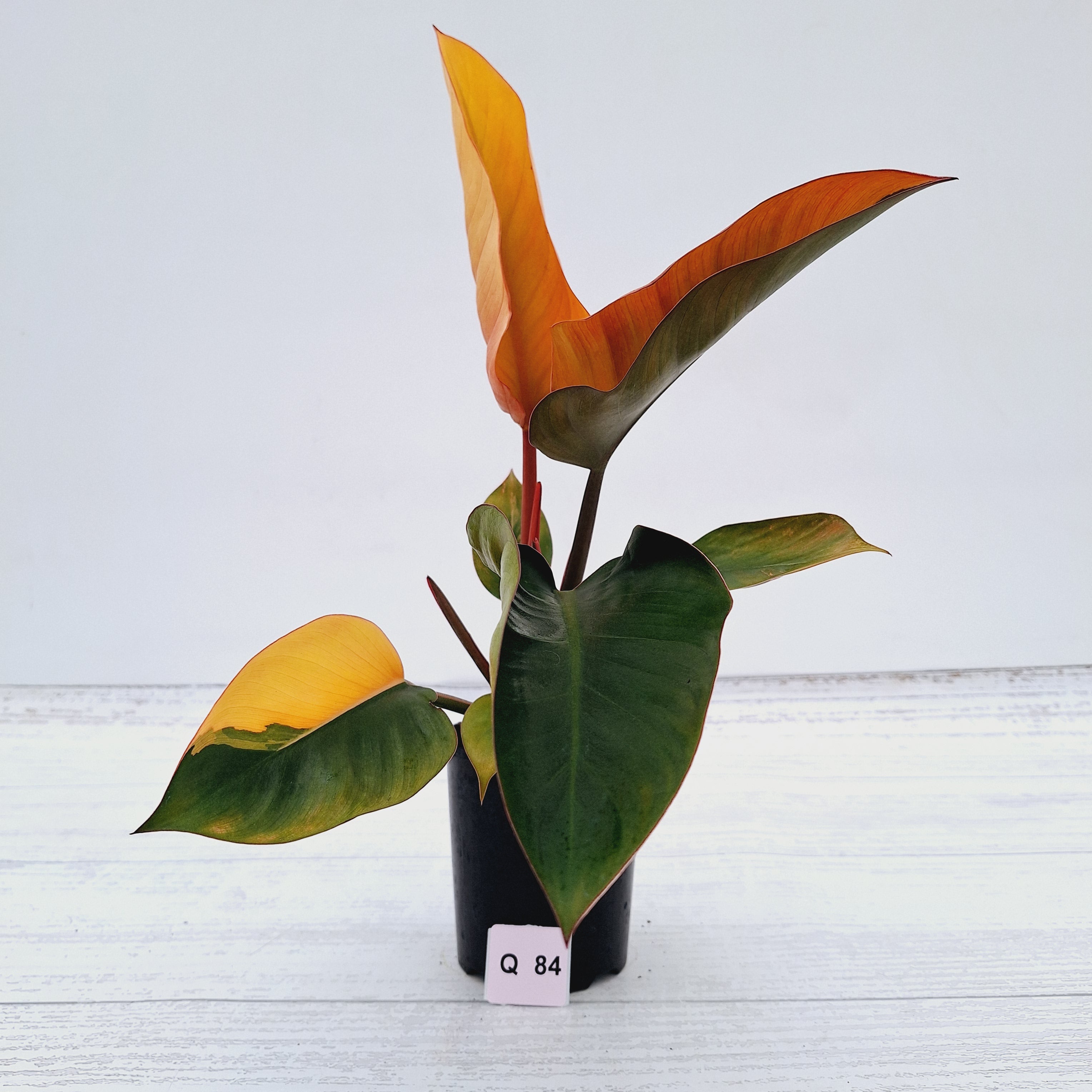 Philodendron &#39;Rojo Congo Variegated&#39;