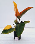 Philodendron 'Rojo Congo Variegated'