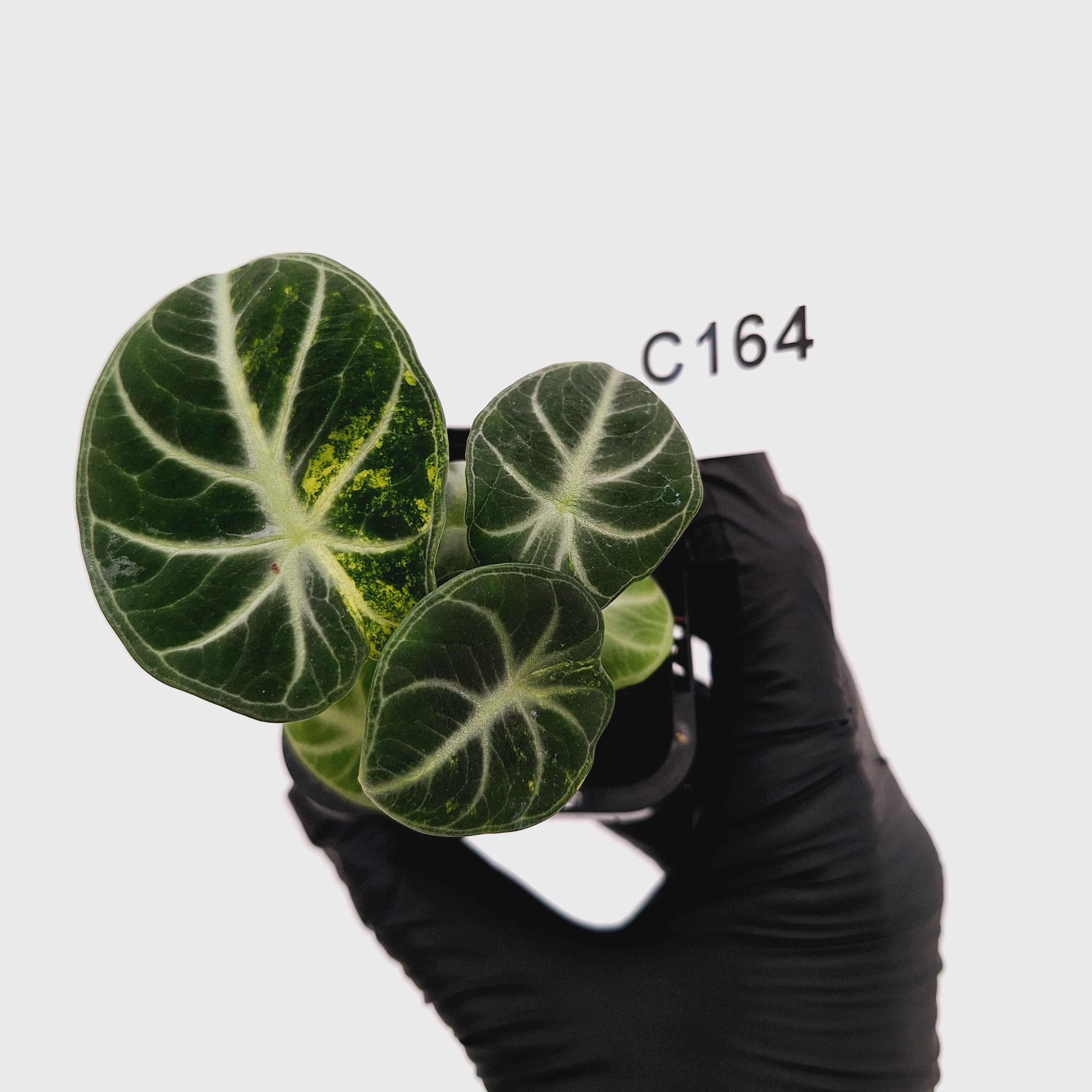 Alocasia reginula 'Ninja Variegata'