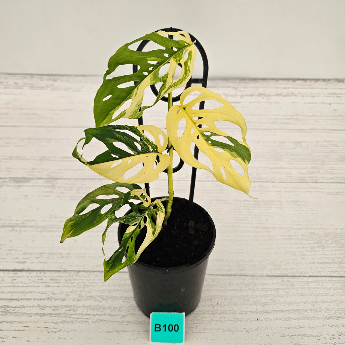 Monstera adansonii Variegata