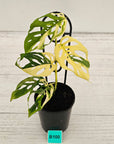 Monstera adansonii Variegata