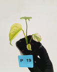 Monstera Deliciosa 'White Monster'