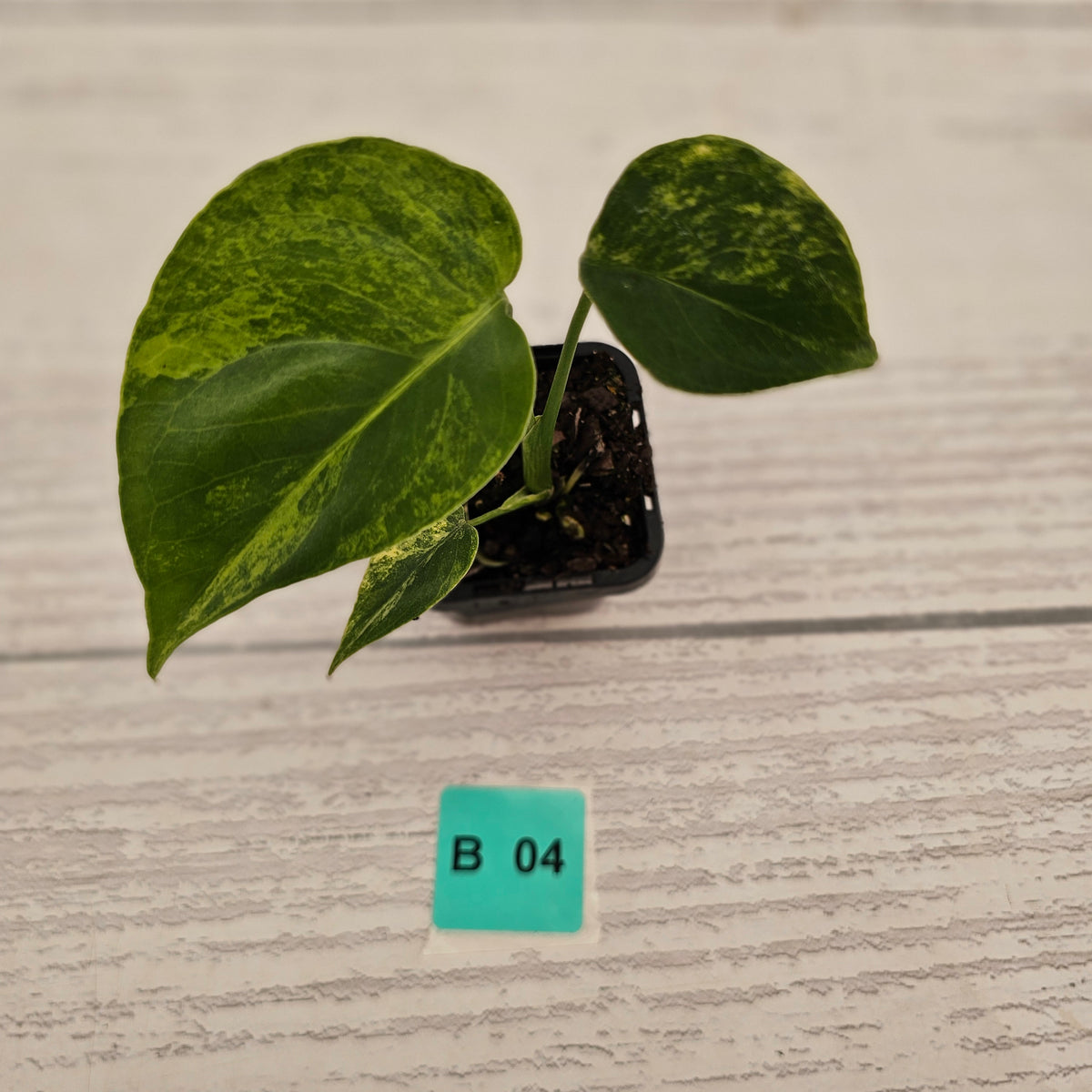 Monstera deliciosa Variegata
