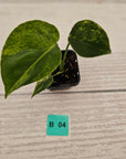 Monstera deliciosa Variegata