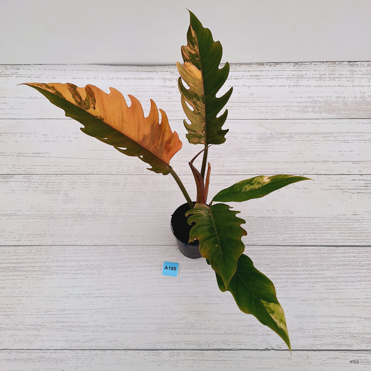 Philodendron serratum 'Caramel Marble' -flash sale