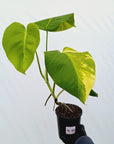 Monstera borsigiana Aurea