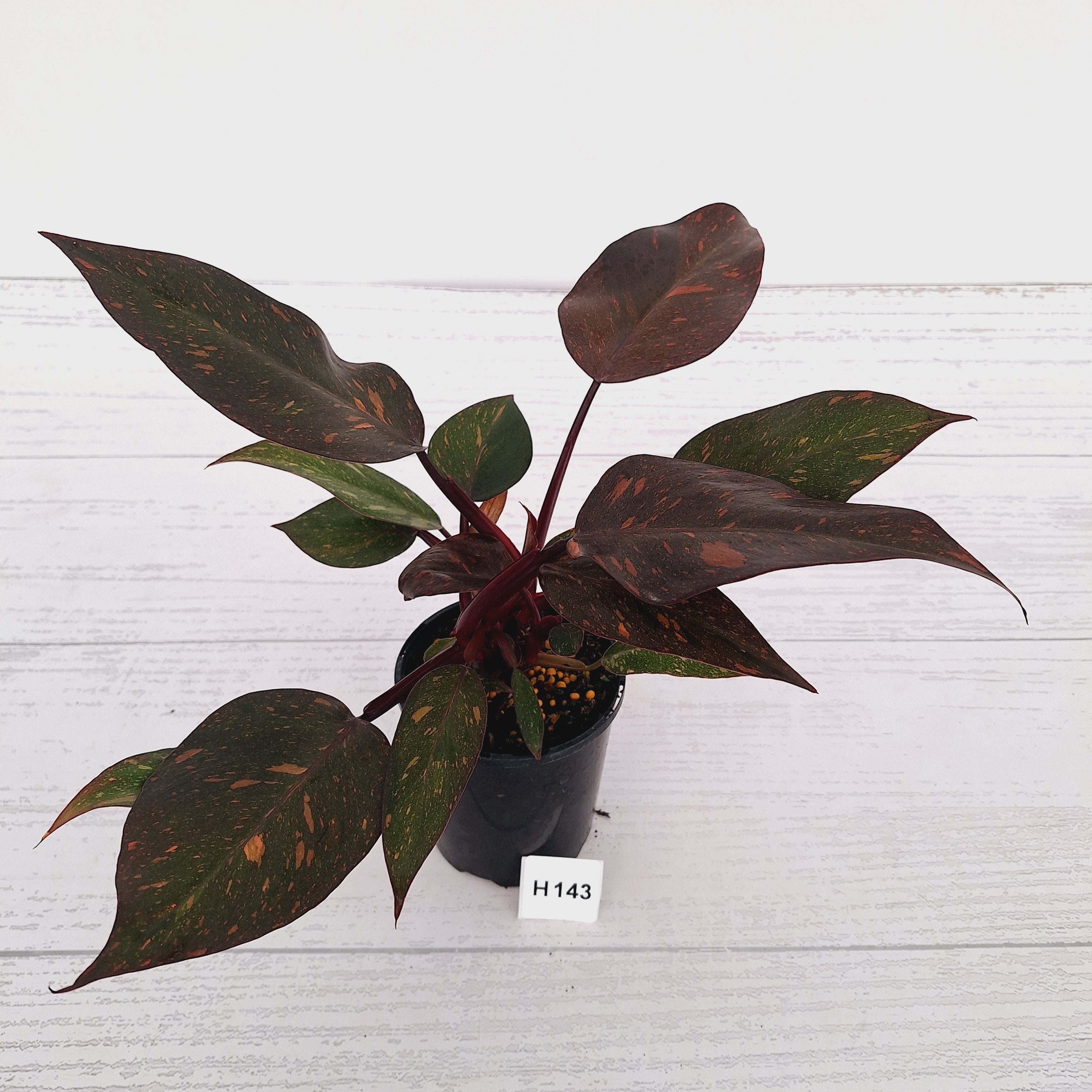 Philodendron 'Orange Princess'
