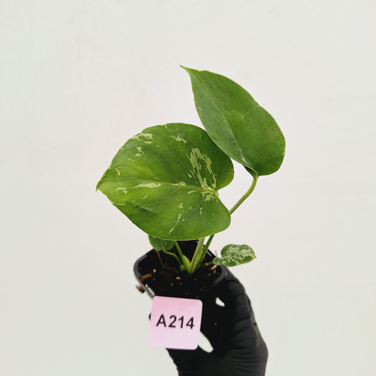 Monstera Deliciosa 'Bulbasaur' - 70mm