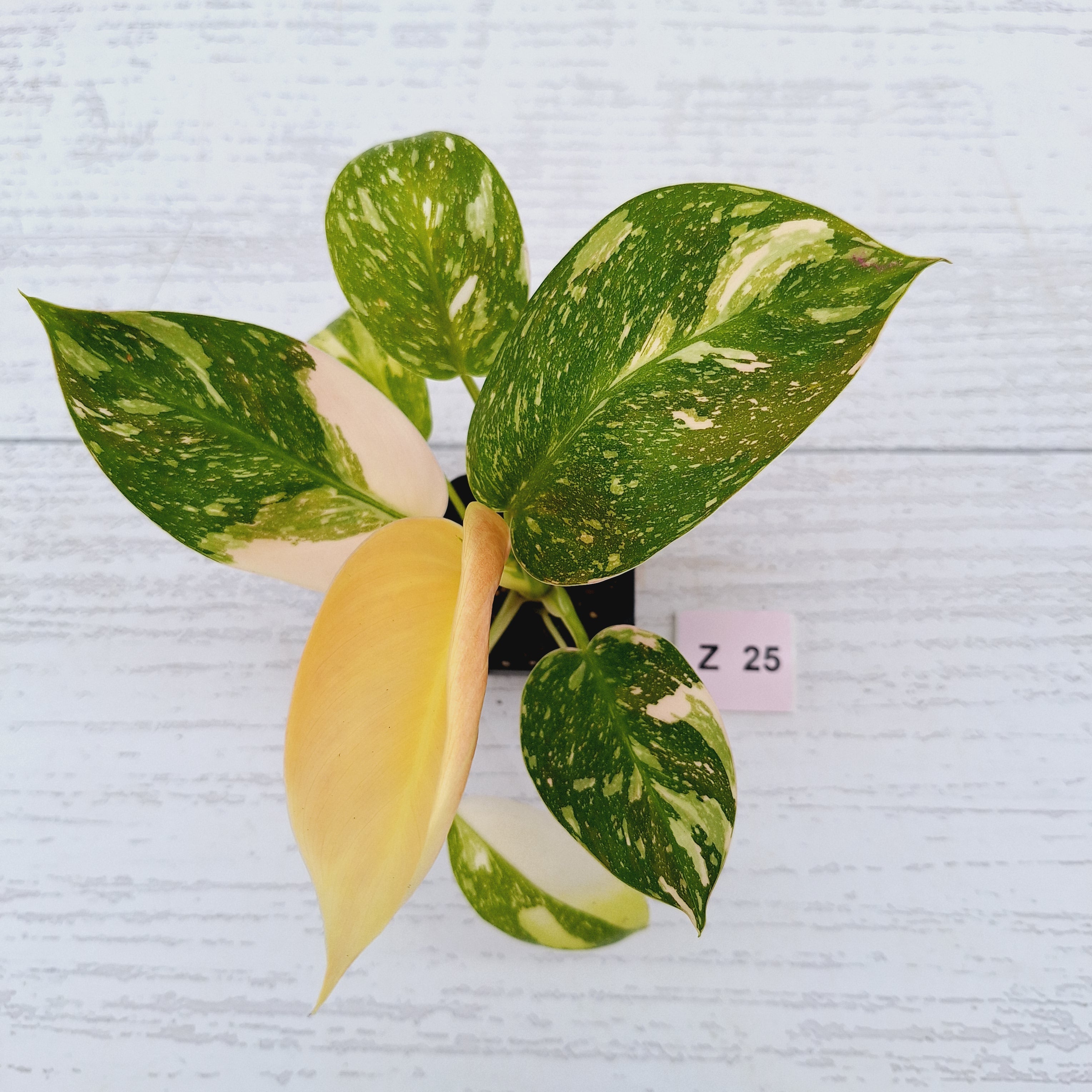 Philodendron Green Congo Variegata (Nuclear)
