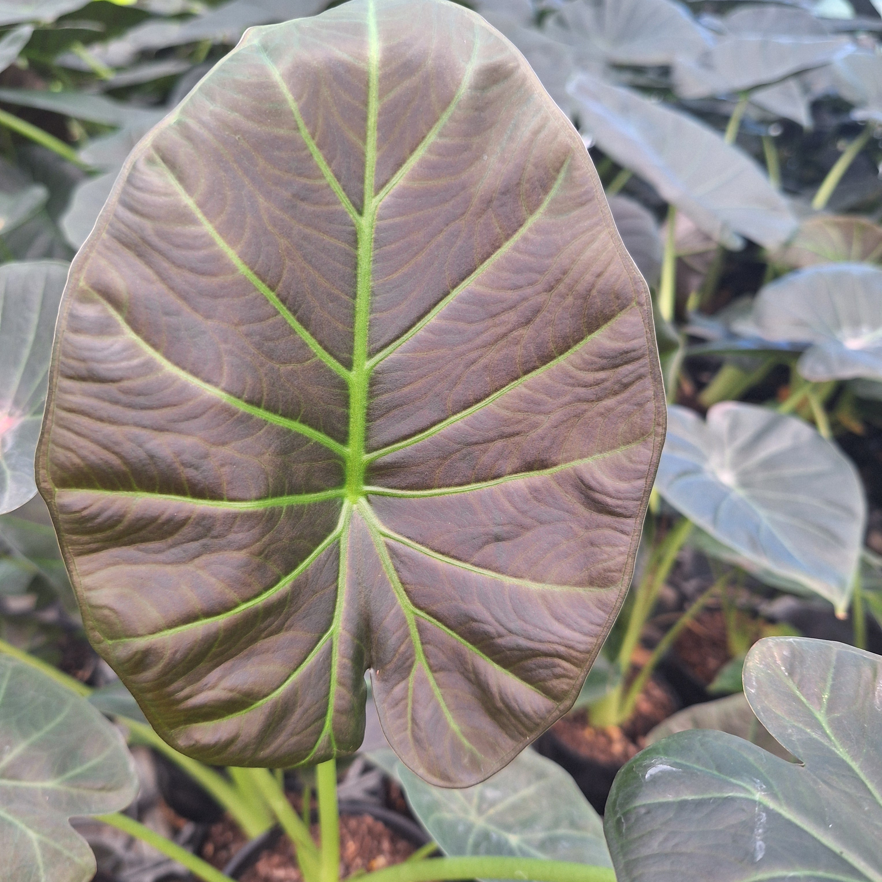 Alocasia Regal 'Shields'
