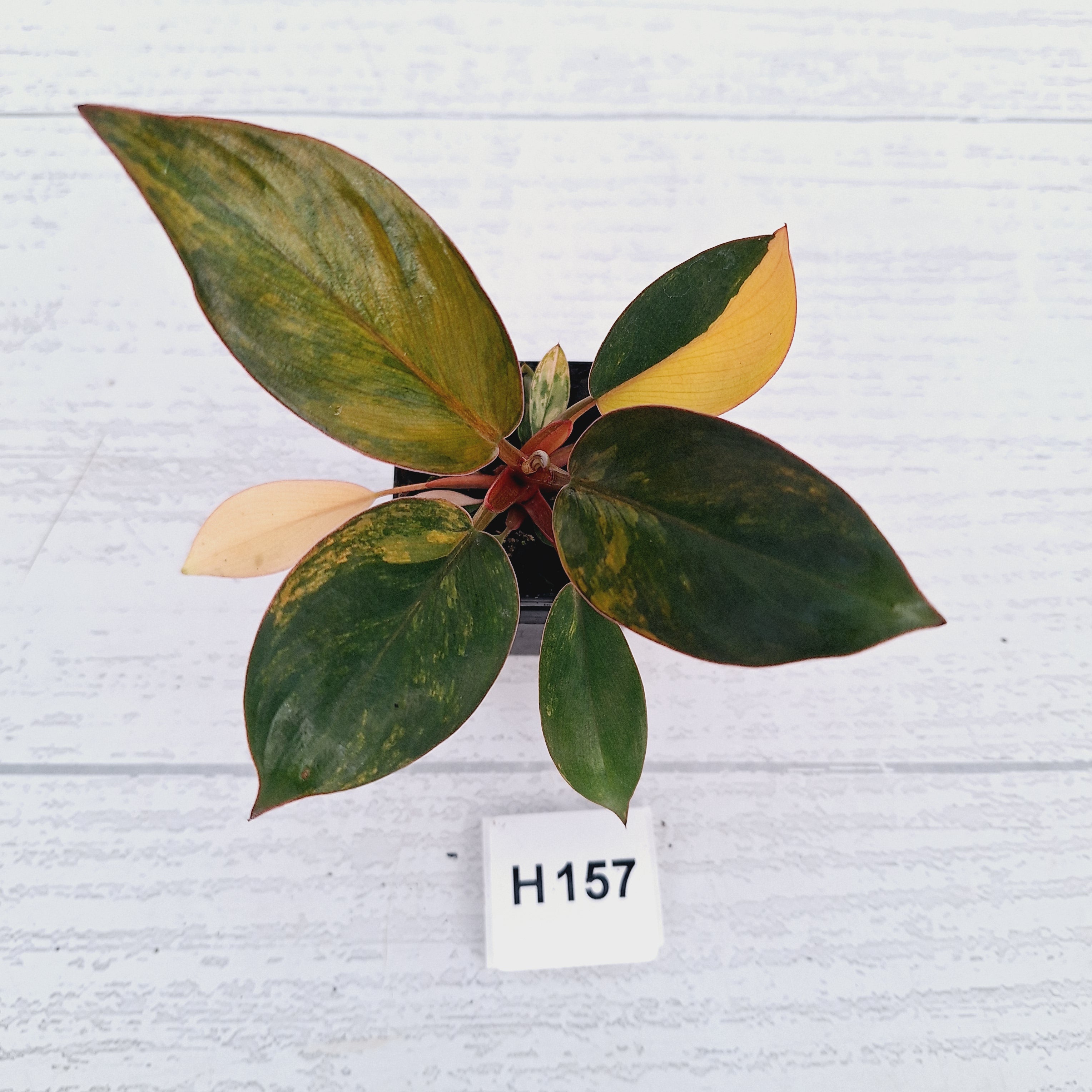 Philodendron 'Rojo Congo Variegated' - SALE