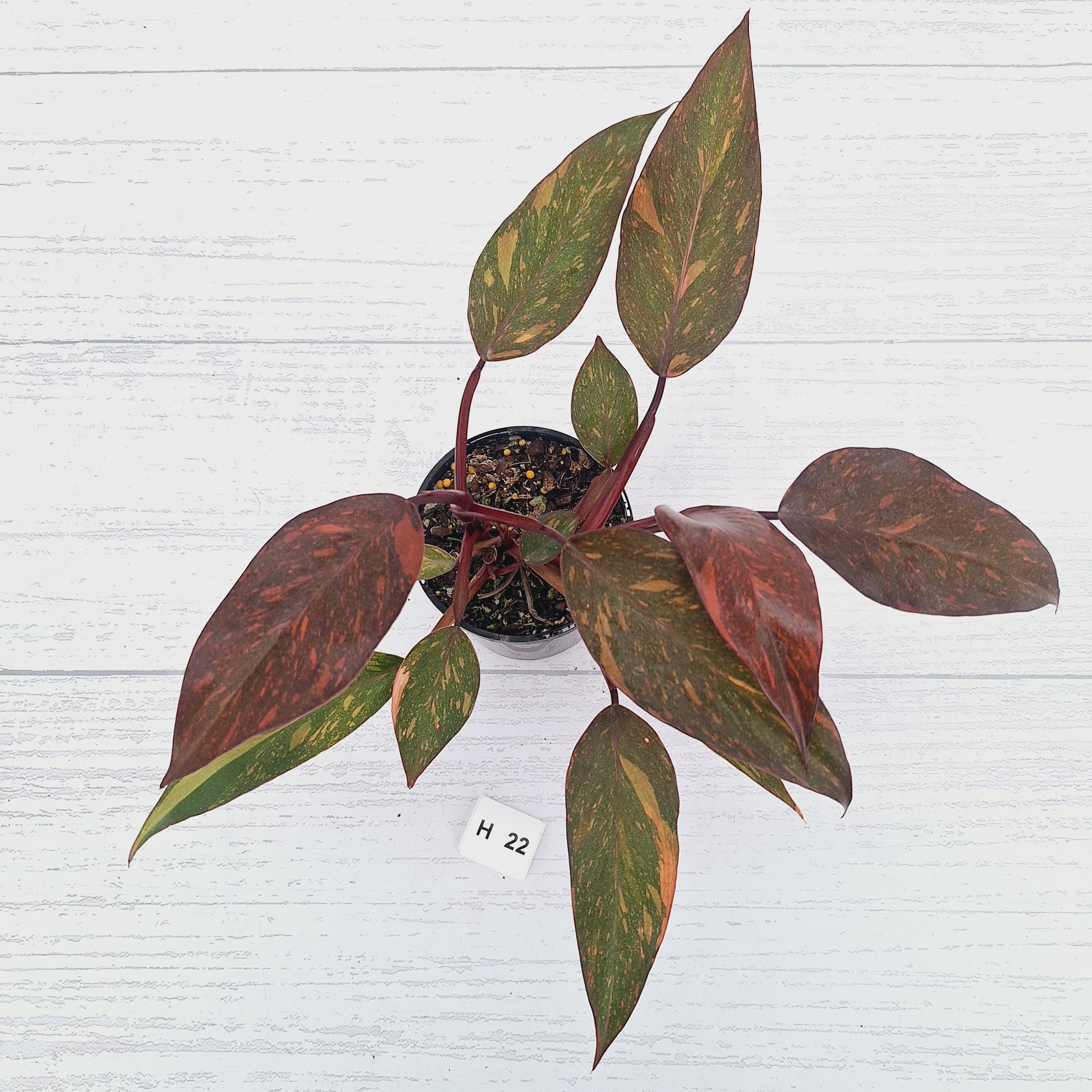 Philodendron 'Orange Princess' - FLASH SALE
