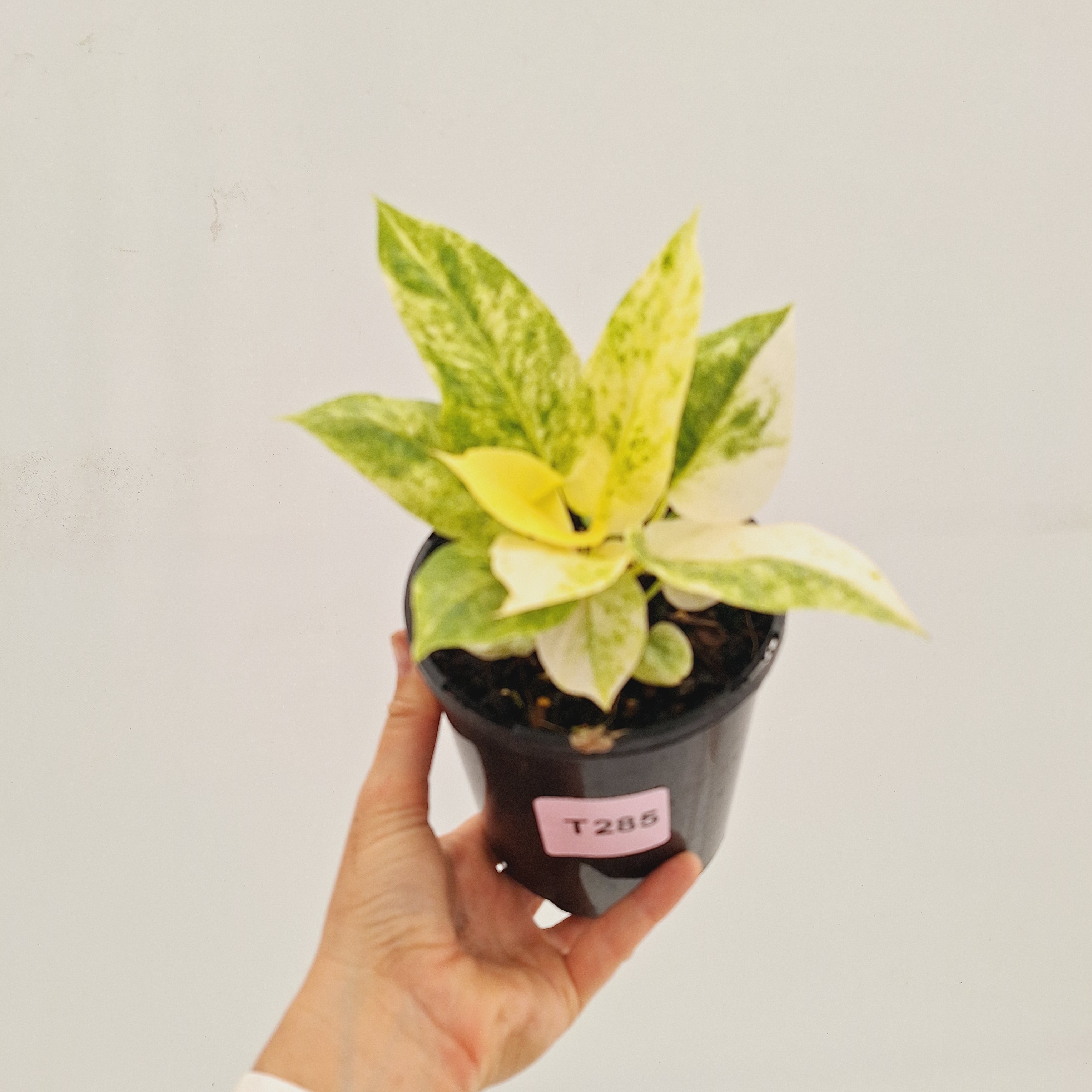 Anthurium Hookeri NOID