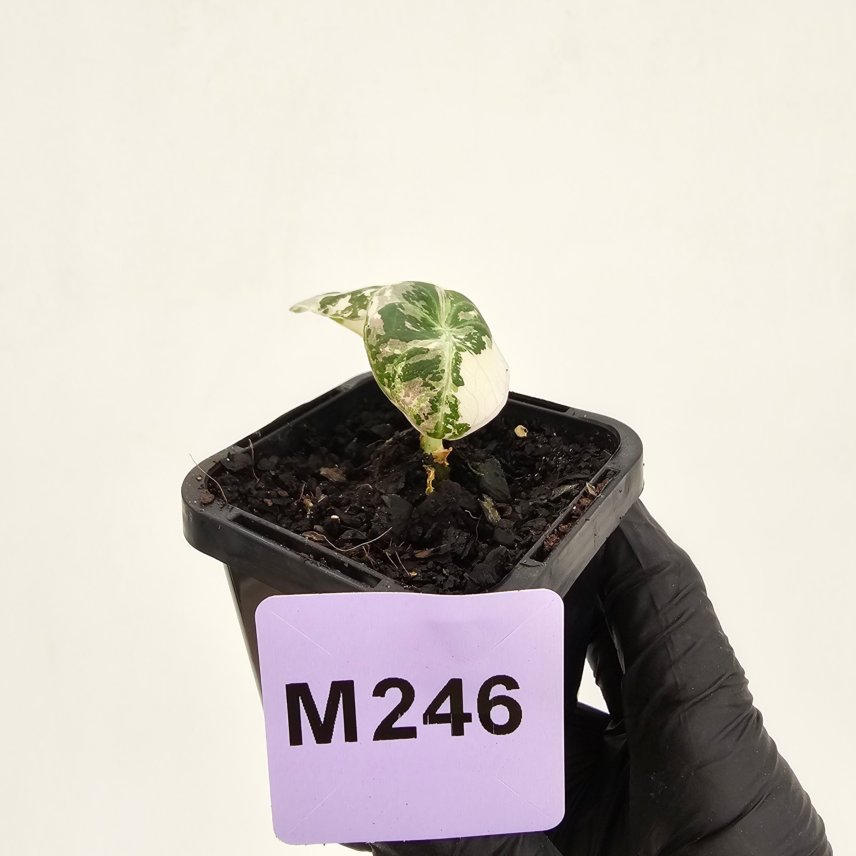 Alocasia reginula 'Ninja Variegata'